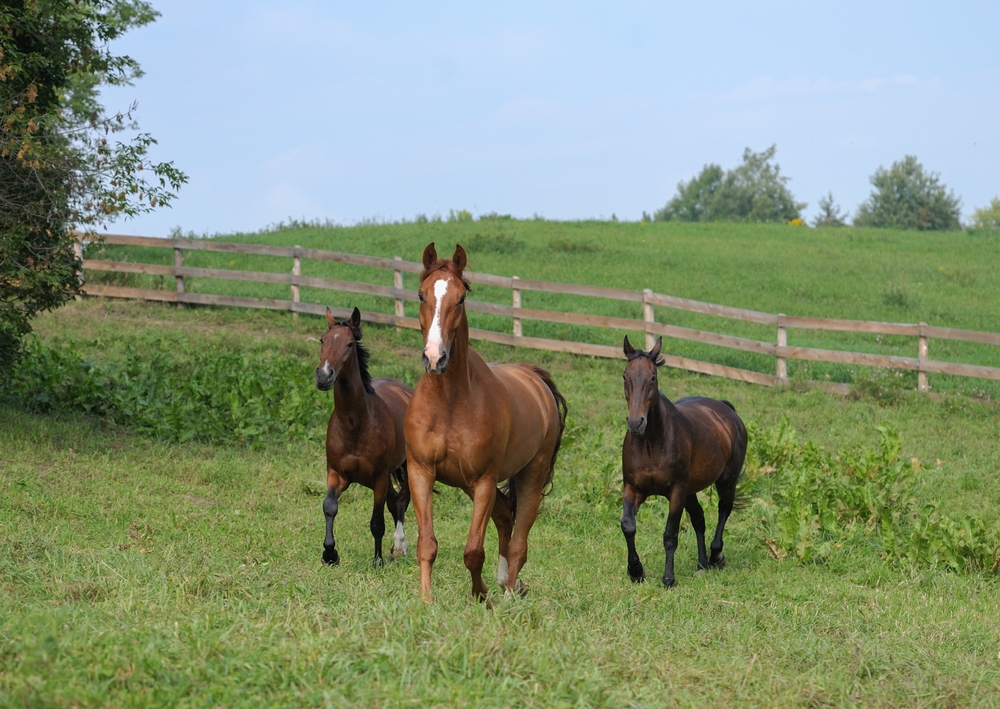 Sprzedaż koni opodatkowania jak działalność handlowa